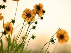 -光明小镇欢乐田园