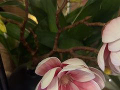 -施奈儿.洗头頭療.按摩SPA.采耳(上梅林店)