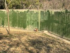 -合肥野生动物园