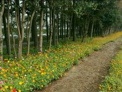 -上海长兴岛郊野公园