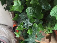 -龙大花卉苗木市场