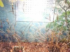 -上海大自然野生昆虫馆(东方明珠·爬宠昆虫探索中心)
