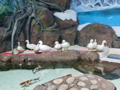 -海合安青岛极地海洋公园