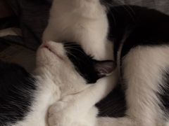 -佳怡动物医院·平价24小时·猫专科骨外科