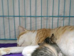 -瑞鹏宠物医院·骨科·猫科·内科(第一中心)