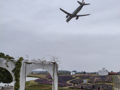 -空港花田景区