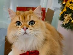 -爱洗澡的猫(望京店)