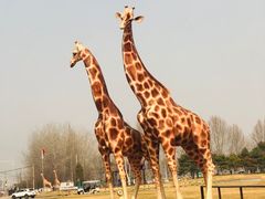 -北京野生动物园