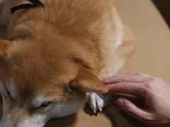 -柴务处·柴犬主题狗咖