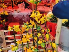 -越秀西湖花市(广州城市广场花卉店)
