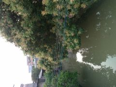 景点-小洲村