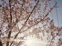 -上海辰山植物园