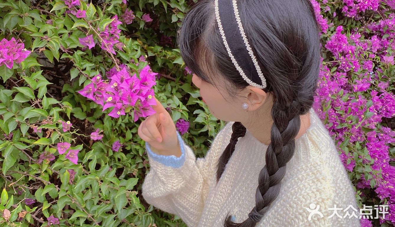 小区门口惊现🌺三角梅“瀑布”墙