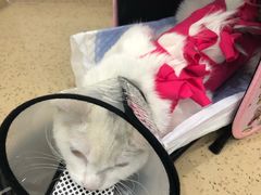 -伟伟宠物医院·CT影像中心·瑞派犬猫综合性门诊(汉口总院)