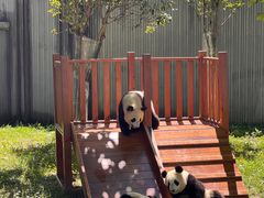 -卧龙中华大熊猫苑神树坪基地