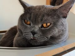 -Catmate·猫肥家润(金润铂宫店)