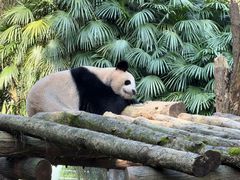 -都江堰中华大熊猫苑