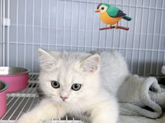 -翊宠yipet猫狗购宠庄园犬舍•猫舍