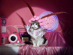 -超宠爱宠物摄影-Super pet