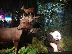 -四川大学博物馆