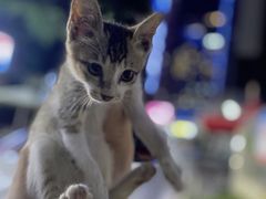 -洪大厨鸡煲(福田店)