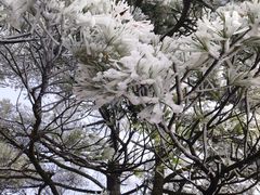 -秦岭天竺山景区