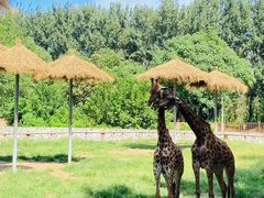 -北京野生动物园