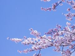 -上海滨江森林公园