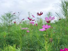 -长广溪湿地公园