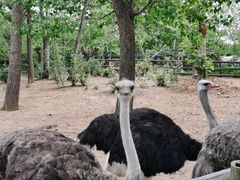 -大连森林动物园