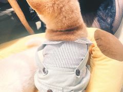 -逗柴咖啡屋·狗咖猫咖宠物桌游