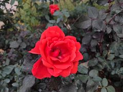 -人民公园(罗湖区)