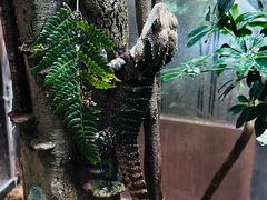 -帕帕拉兹宠物(亚洲旗舰店)