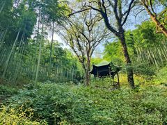-东明山森林公园