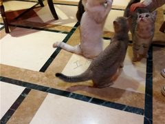 -猫色咖啡·猫咖