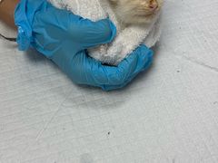 -宠物星动物医院·眼科·异宠·猫科(江南大道总院)