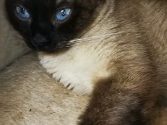 -喵园·猫主题咖啡厅·撸猫·猫咖(国贸店)