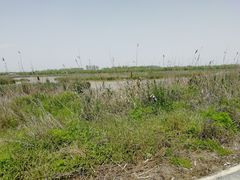 -盐城丹顶鹤湿地生态旅游区