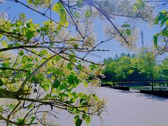 -群力丁香公园