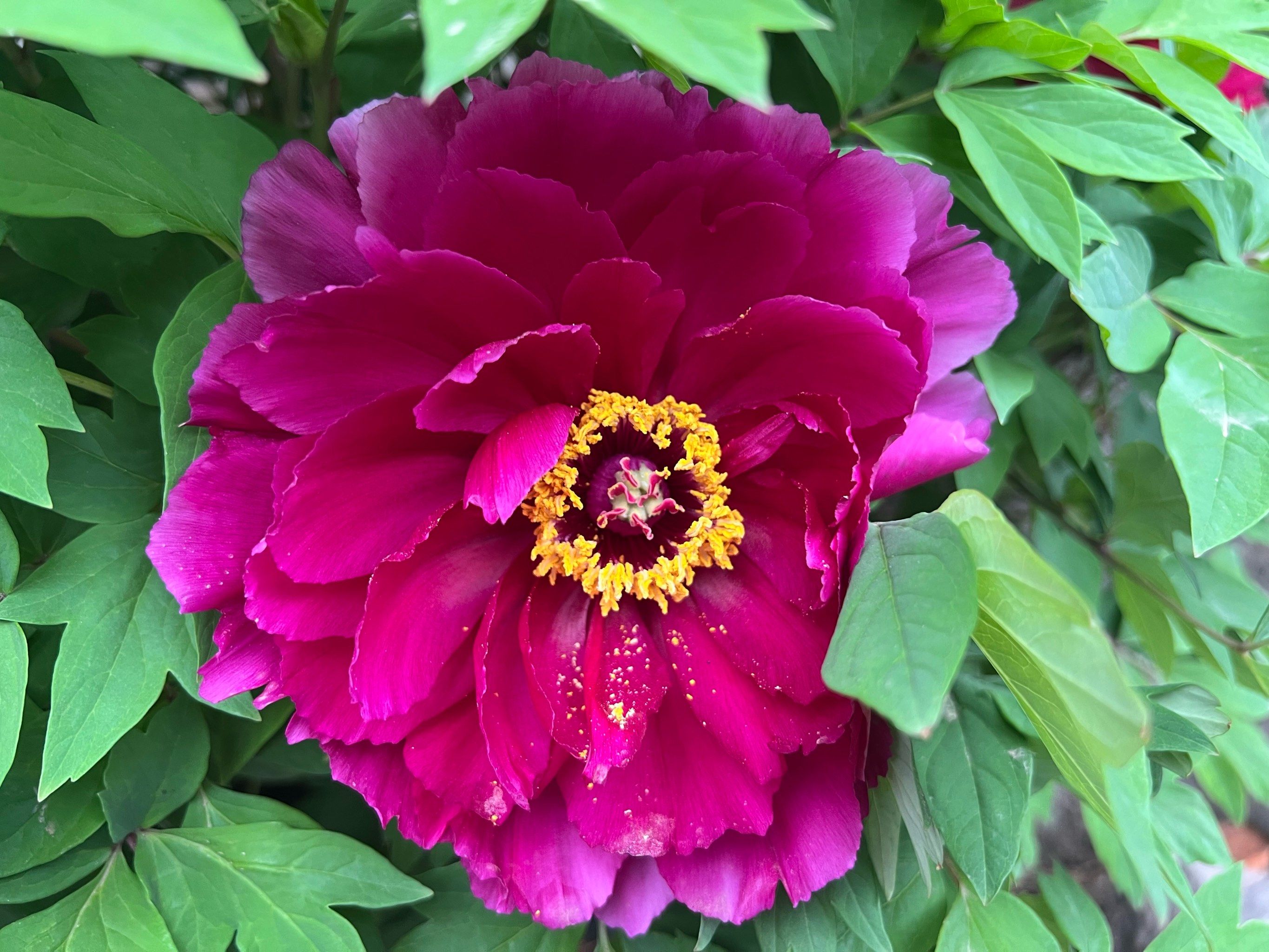 平房院子里的牡丹花