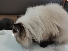 -喵园·猫主题咖啡厅·撸猫·猫咖(国贸店)