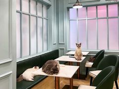 -安格丽娜·狗咖·猫咖羊驼咖(春熙路百盛商场店)