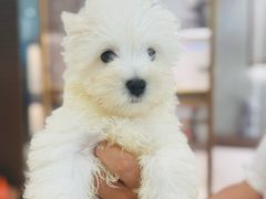 -翊宠yipet猫狗购宠庄园犬舍•猫舍