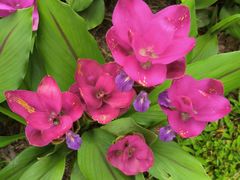 -中国科学院西双版纳热带植物园