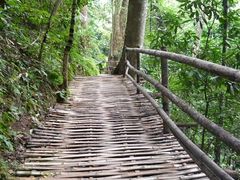 -西双版纳原始森林公园