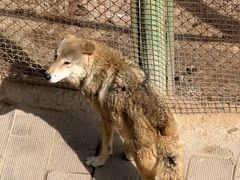 -青藏高原野生动物园