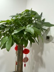 点击看大图 -丰联丽格医疗美容·联合丽格眼整形中心