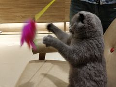 -藏猫猫咖啡主题馆(中央大道店)