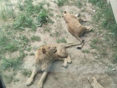 -新疆天山野生动物园