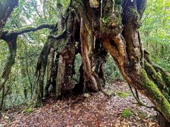 -云南屏边大围山国家公园